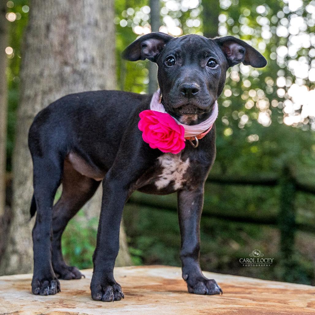 Enlarge Bo Peep, a Adoptable Mixed Breed in Cincinnati, OH image 2/3