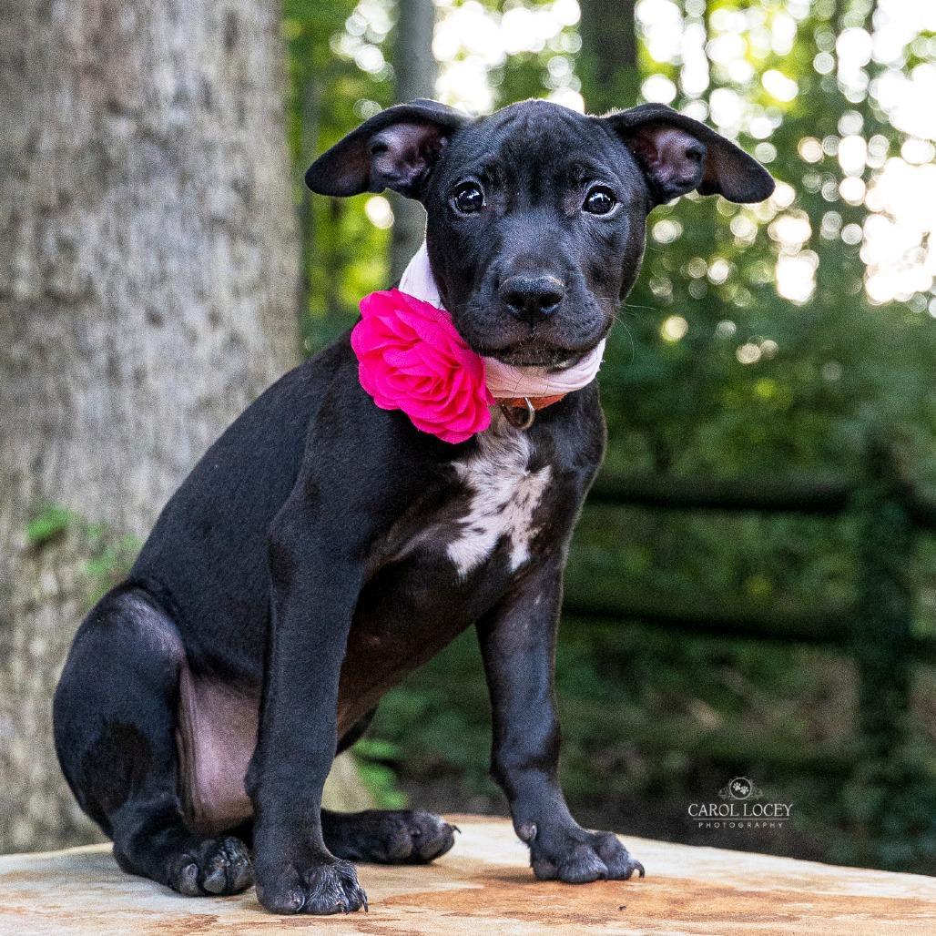 Enlarge Bo Peep, a Adoptable Mixed Breed in Cincinnati, OH image 3/3