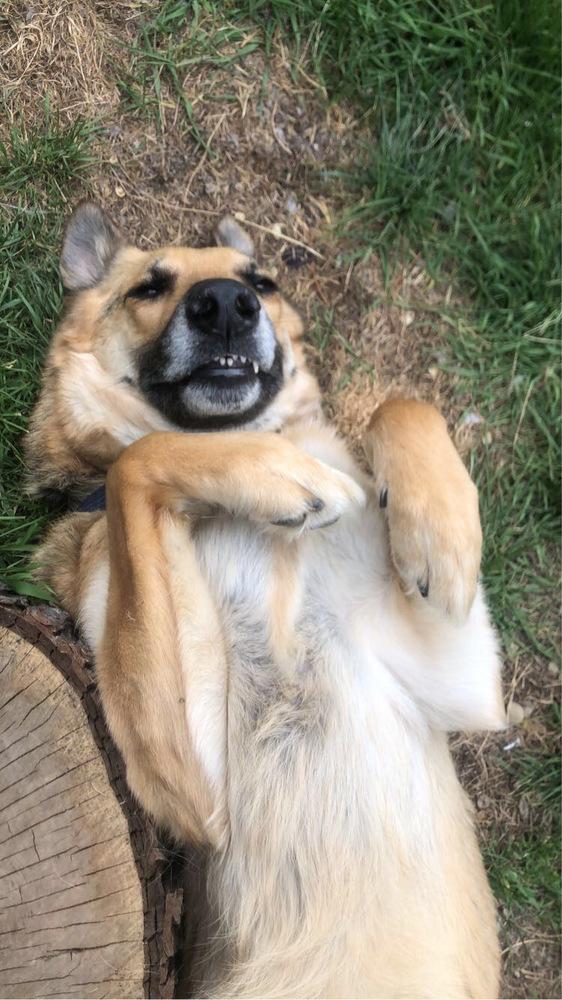 Enlarge Happy Meal, a Adoptable German Shepherd Dog in Clinton Township, MI image 1/5