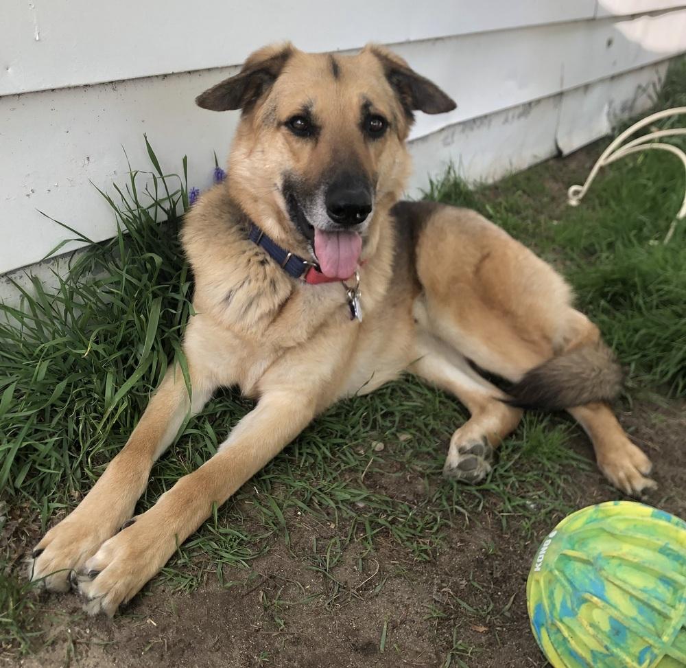 Enlarge Happy Meal, a Adoptable German Shepherd Dog in Clinton Township, MI image 2/5