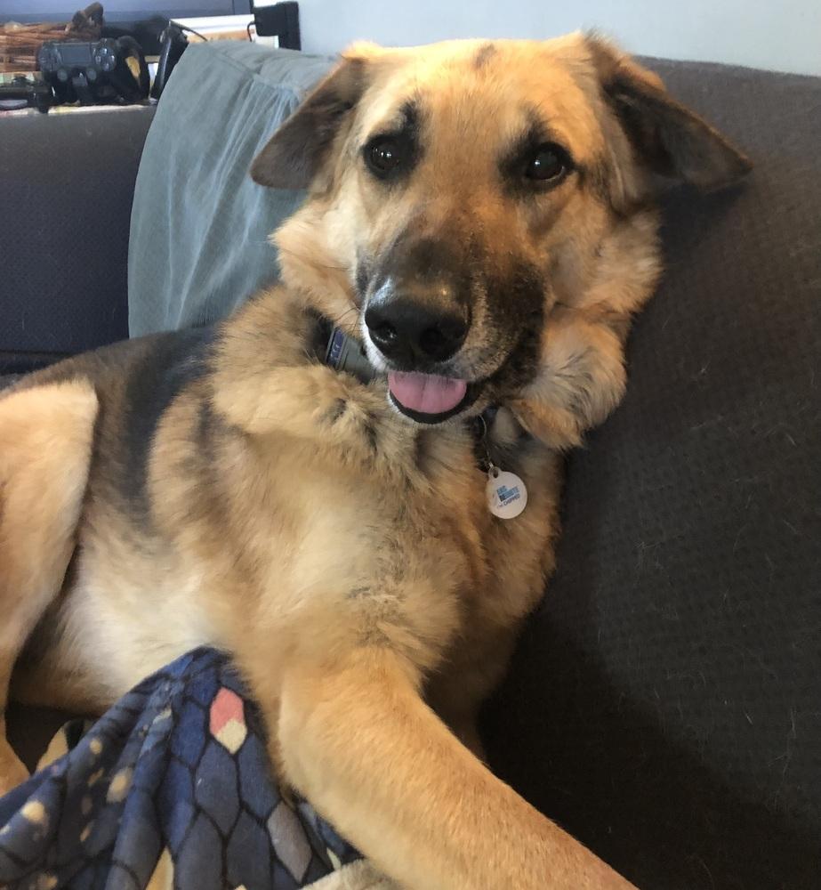Enlarge Happy Meal, a Adoptable German Shepherd Dog in Clinton Township, MI image 3/5