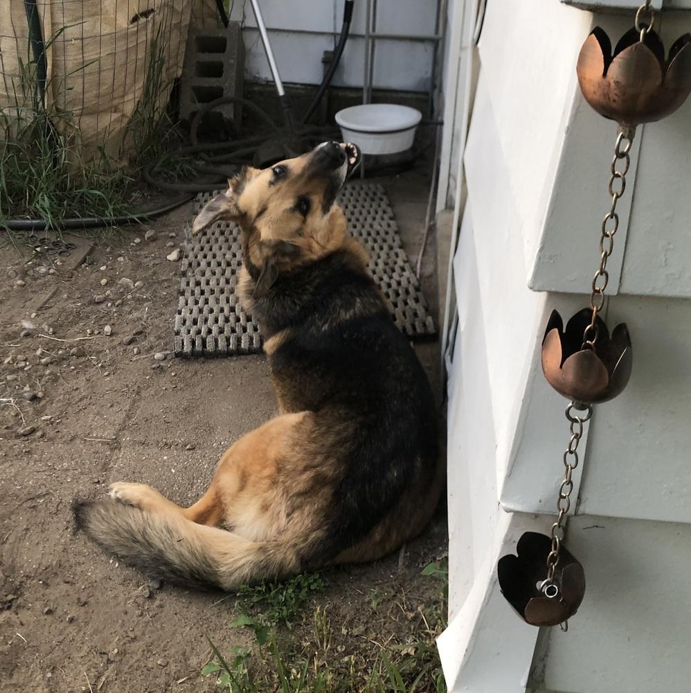Enlarge Happy Meal, a Adoptable German Shepherd Dog in Clinton Township, MI image 4/5