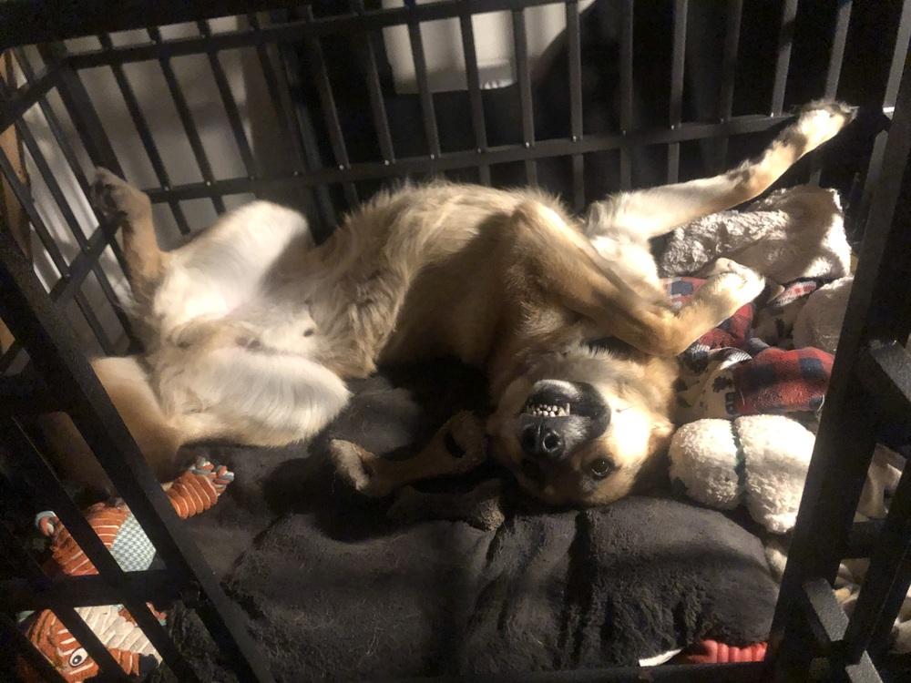 Enlarge Happy Meal, a Adoptable German Shepherd Dog in Clinton Township, MI image 5/5