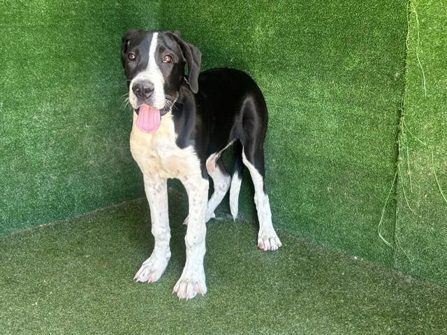 LUCKY, Adoptable, Young Female Great Dane.