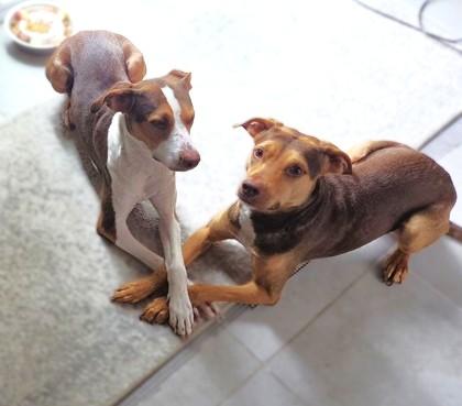 Ruper, Adoptable, Adult Female Mixed Breed & Mixed Breed.