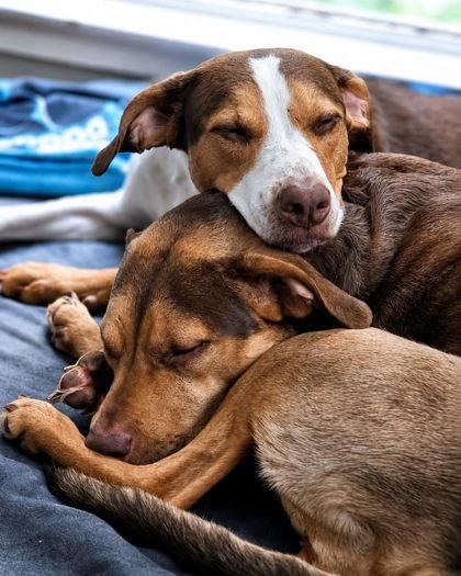 Ruper, a Adoptable mixed breed in Washington, DC image 1/3