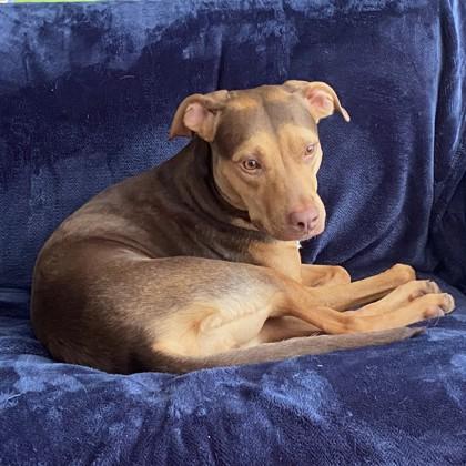 Ruper, a Adoptable mixed breed in Washington, DC image 2/3