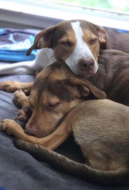 Ruper, Adoptable, Adult Female Mixed Breed & Mixed Breed.