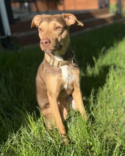 Enlarge Ruper, a Adoptable mixed breed in Washington, DC image 2/3