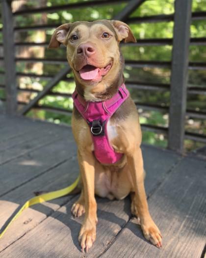 Ruper, a Adoptable mixed breed in Washington, DC image 3/3