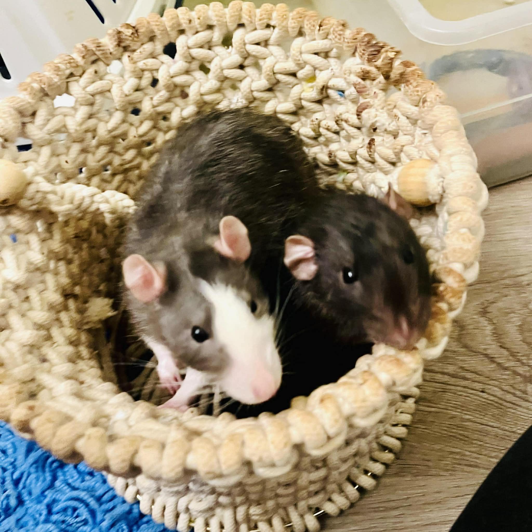 Courage & Pinky, Adoptable, Young Male Rat.