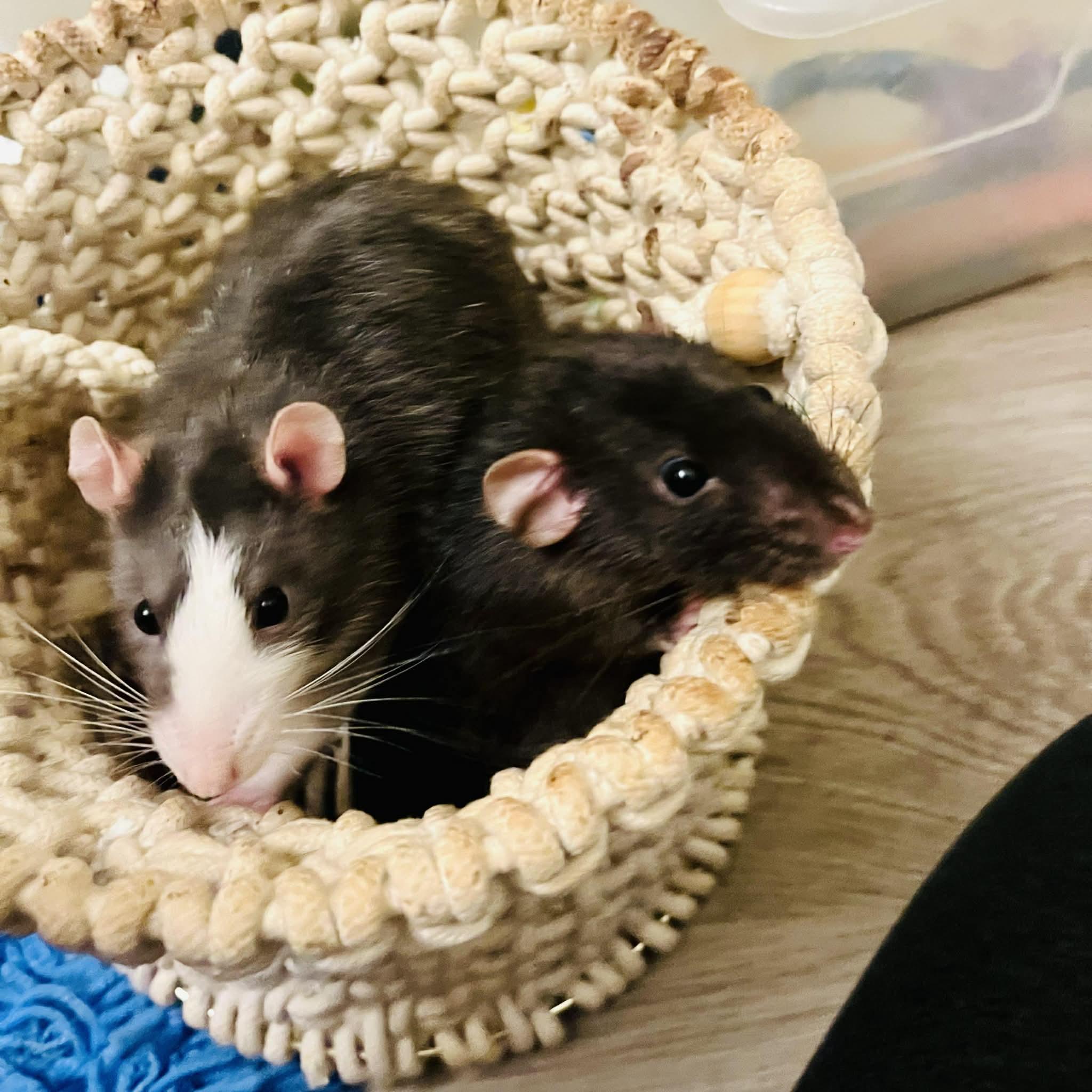 Courage & Pinky, a Adoptable Rat in Norcross, GA image 2/6