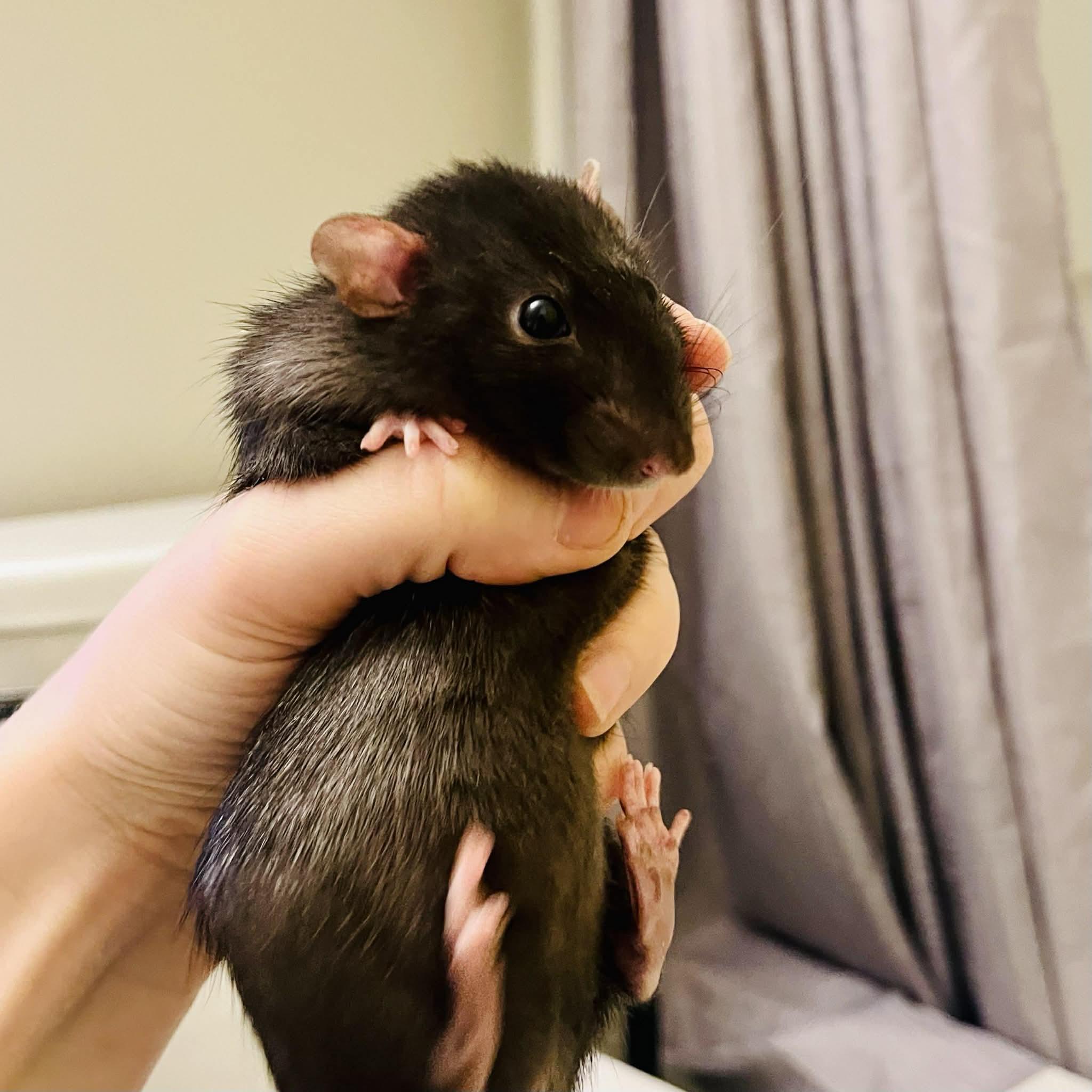 Courage & Pinky, a Adoptable Rat in Norcross, GA image 3/6