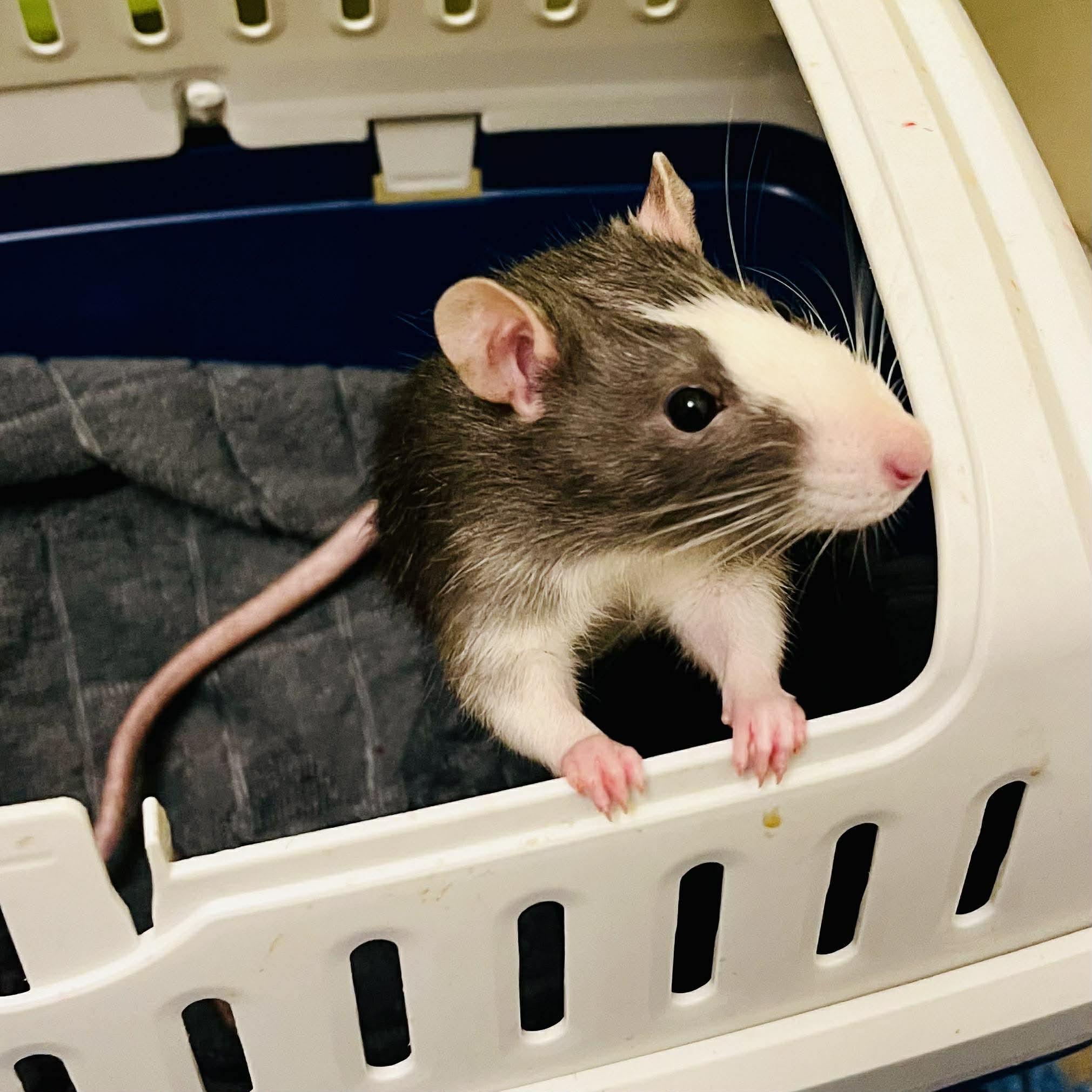 Courage & Pinky, a Adoptable Rat in Norcross, GA image 4/6