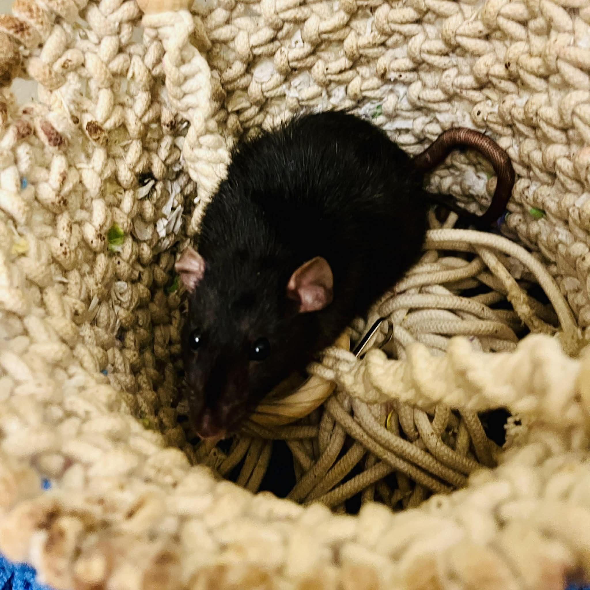 Courage & Pinky, a Adoptable Rat in Norcross, GA image 5/6