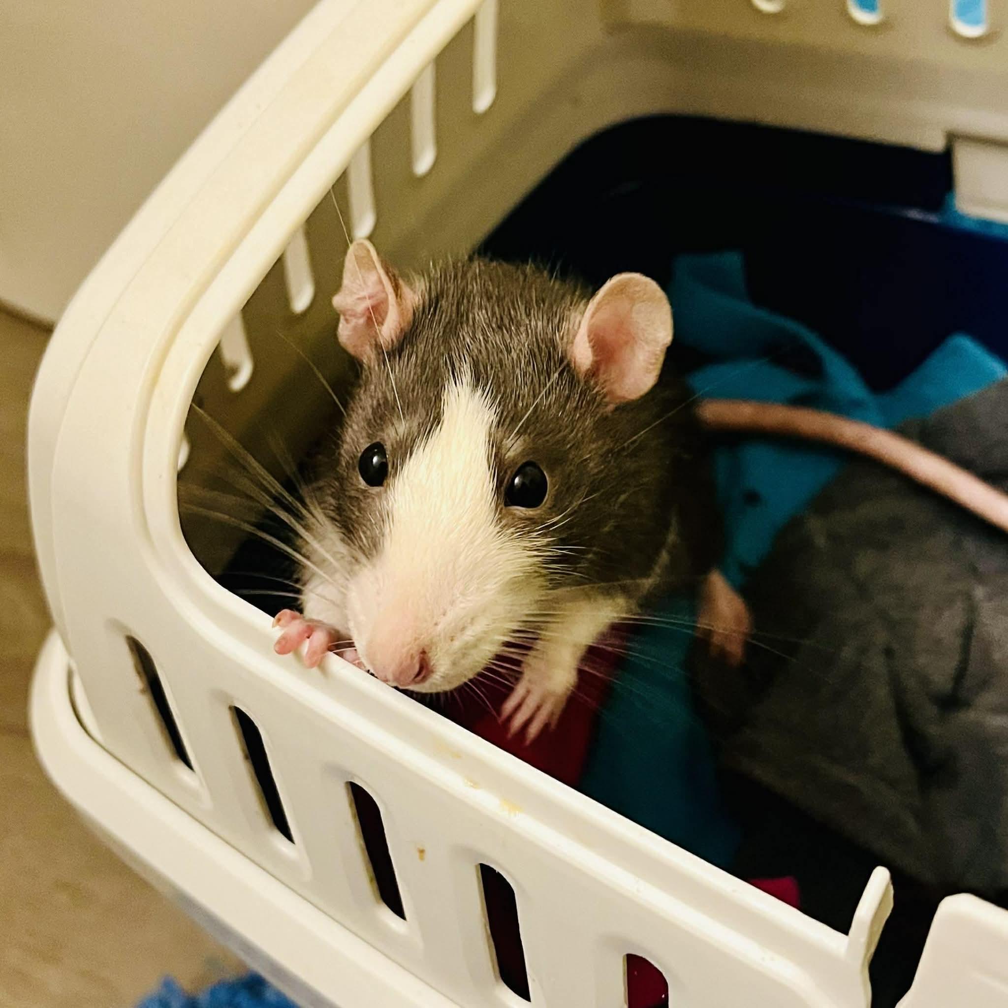 Courage & Pinky, a Adoptable Rat in Norcross, GA image 6/6