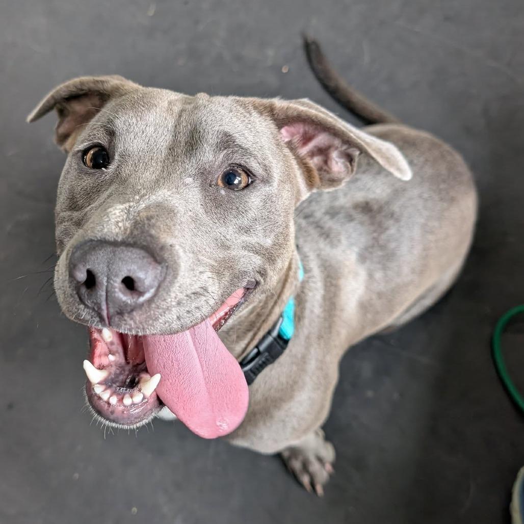 Enlarge Margarine, a Adoptable Mixed Breed in Clarksville, TN image 1/6