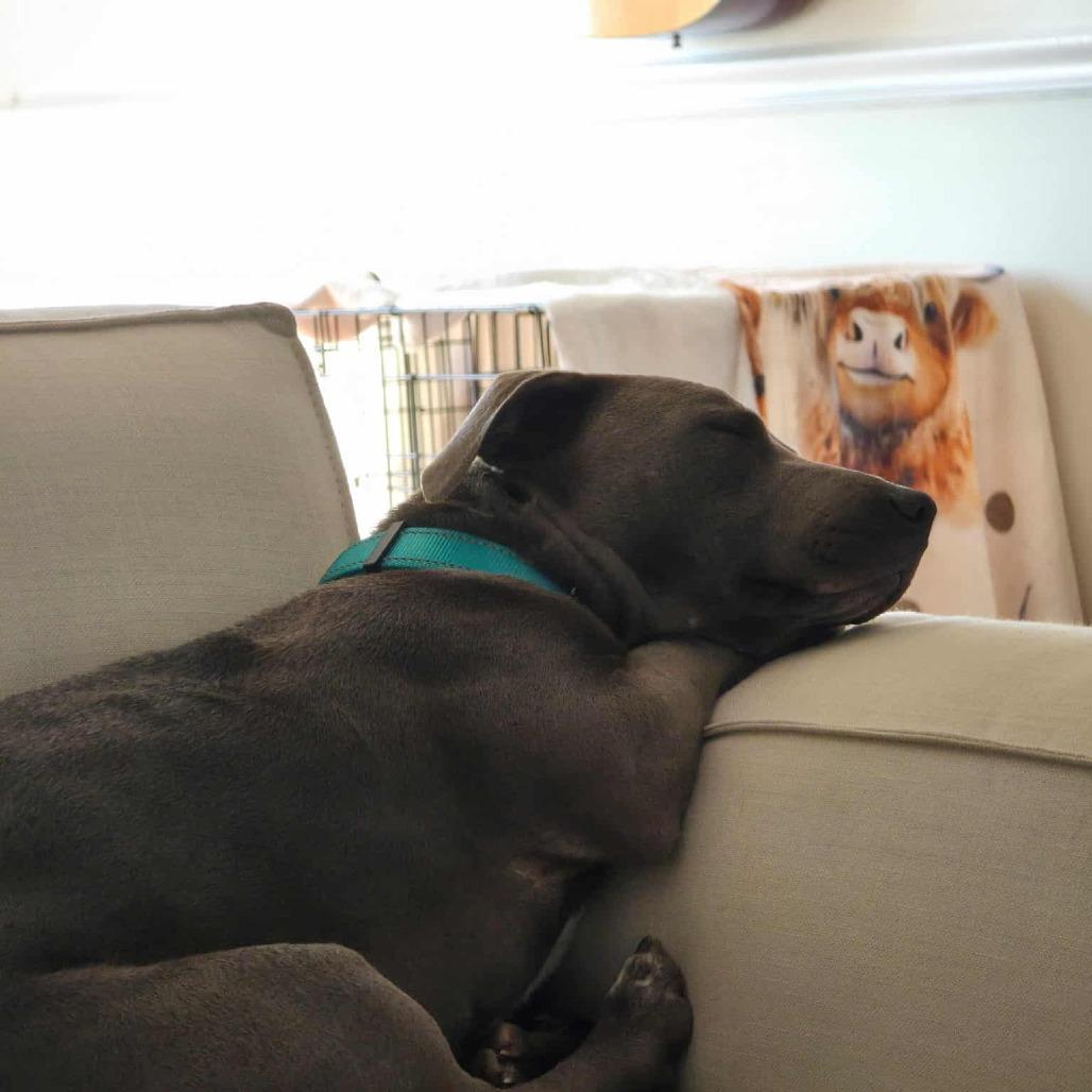 Enlarge Margarine, a Adoptable Mixed Breed in Clarksville, TN image 2/6