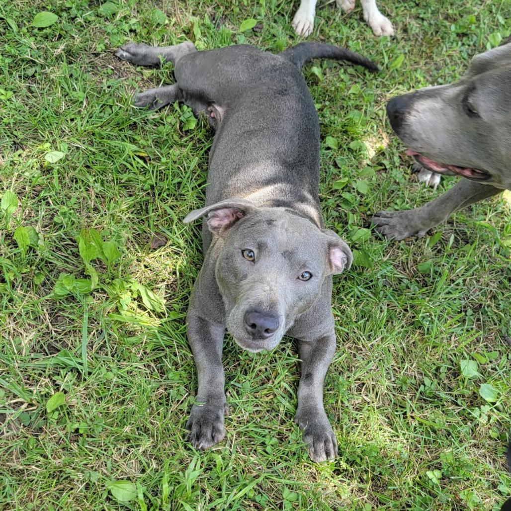 Enlarge Margarine, a Adoptable Mixed Breed in Clarksville, TN image 3/6