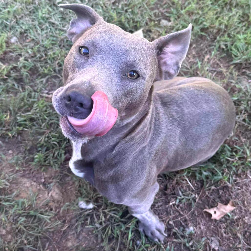 Enlarge Margarine, a Adoptable Mixed Breed in Clarksville, TN image 4/6