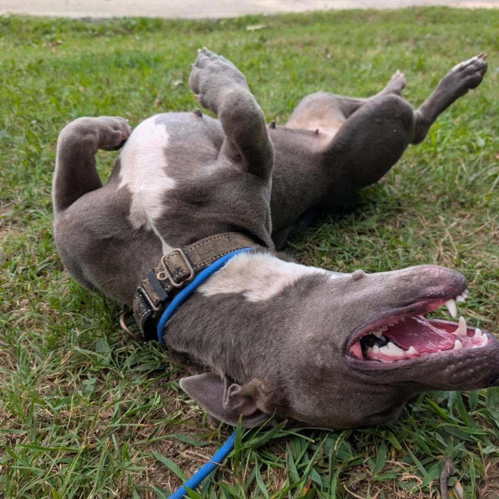 Enlarge Margarine, a Adoptable Mixed Breed in Clarksville, TN image 5/6