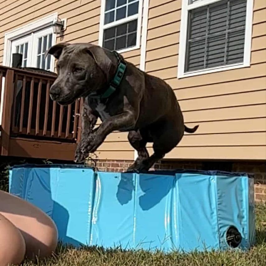 Enlarge Margarine, a Adoptable Mixed Breed in Clarksville, TN image 6/6