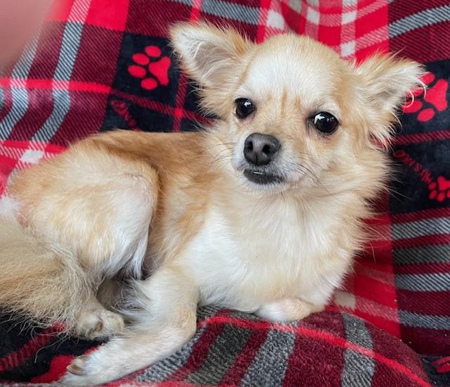 Lucy, Adoptable, Adult Female Pomeranian & Chihuahua.