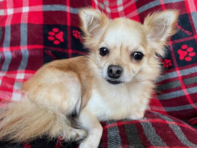 Enlarge Lucy, a Adoptable mixed breed in Memphis, TN image 4/5