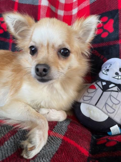 Enlarge Lucy, a Adoptable mixed breed in Memphis, TN image 5/5