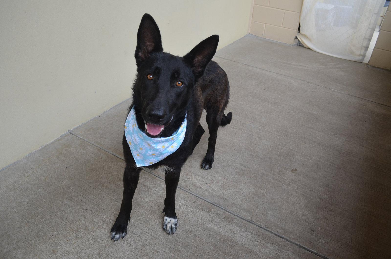 Valeticta, Adoptable, Young Female German Shepherd Dog.