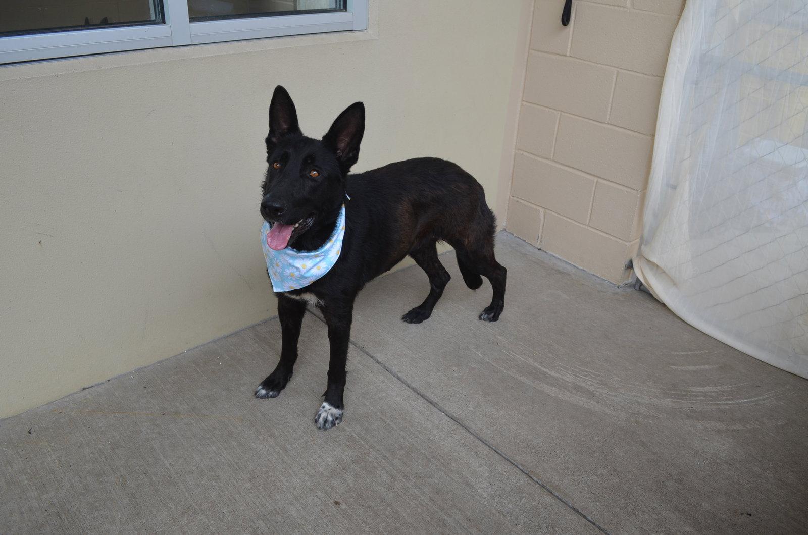 Enlarge Valeticta, a Adoptable German Shepherd Dog in McKinney, TX image 2/3