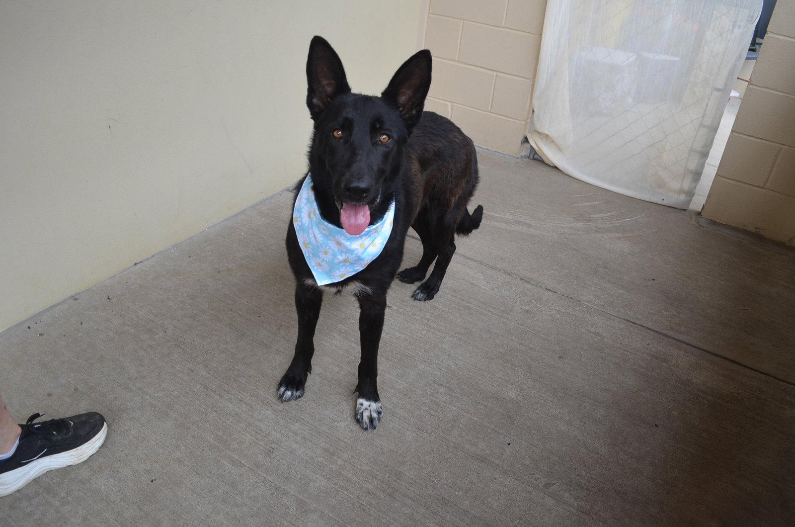 Enlarge Valeticta, a Adoptable German Shepherd Dog in McKinney, TX image 3/3