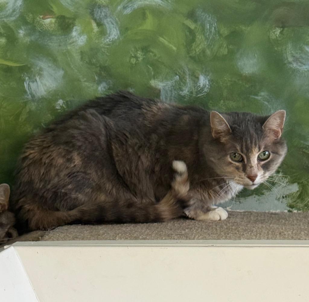 Hairette, Adoptable, Senior Female Domestic Short Hair.