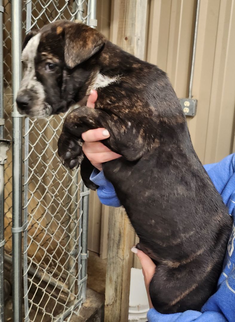 Cupid, Adopted, Puppy Male American Staffordshire Terrier & Australian Cattle Dog / Blue Heeler.