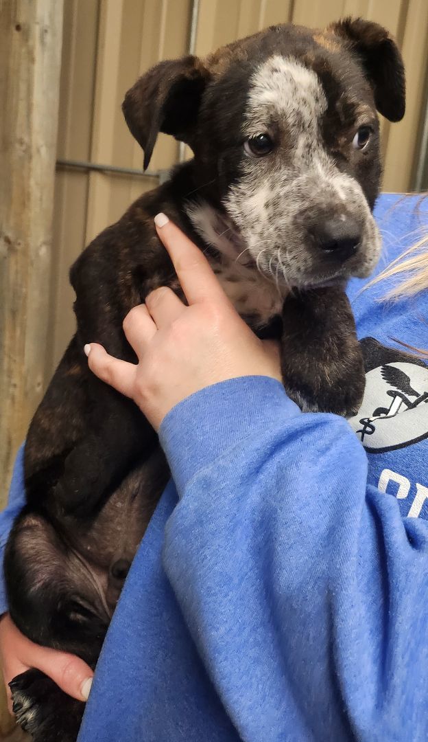 Cupid, a Adopted mixed breed in Mathiston, MS image 3/4