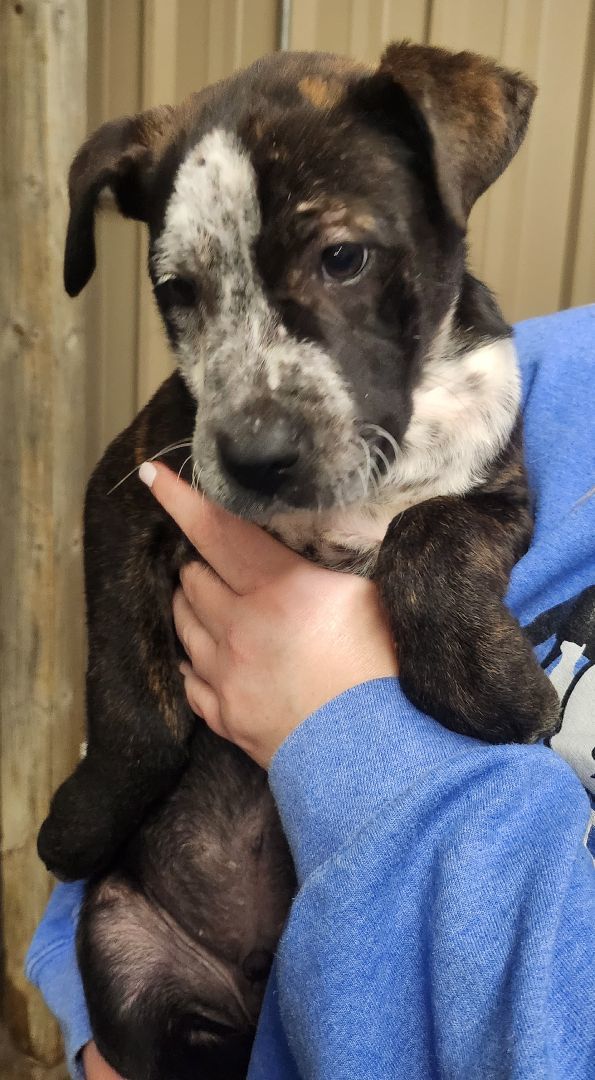 Cupid, a Adopted mixed breed in Mathiston, MS image 4/4
