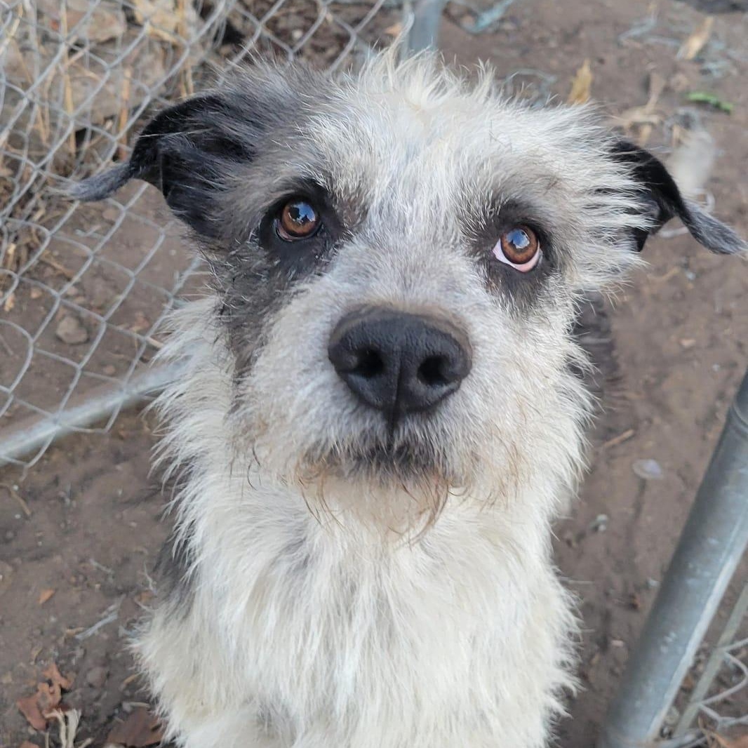 Enlarge Ramon, a ADOPTABLE mixed breed in Sherwood, OR image 3/3
