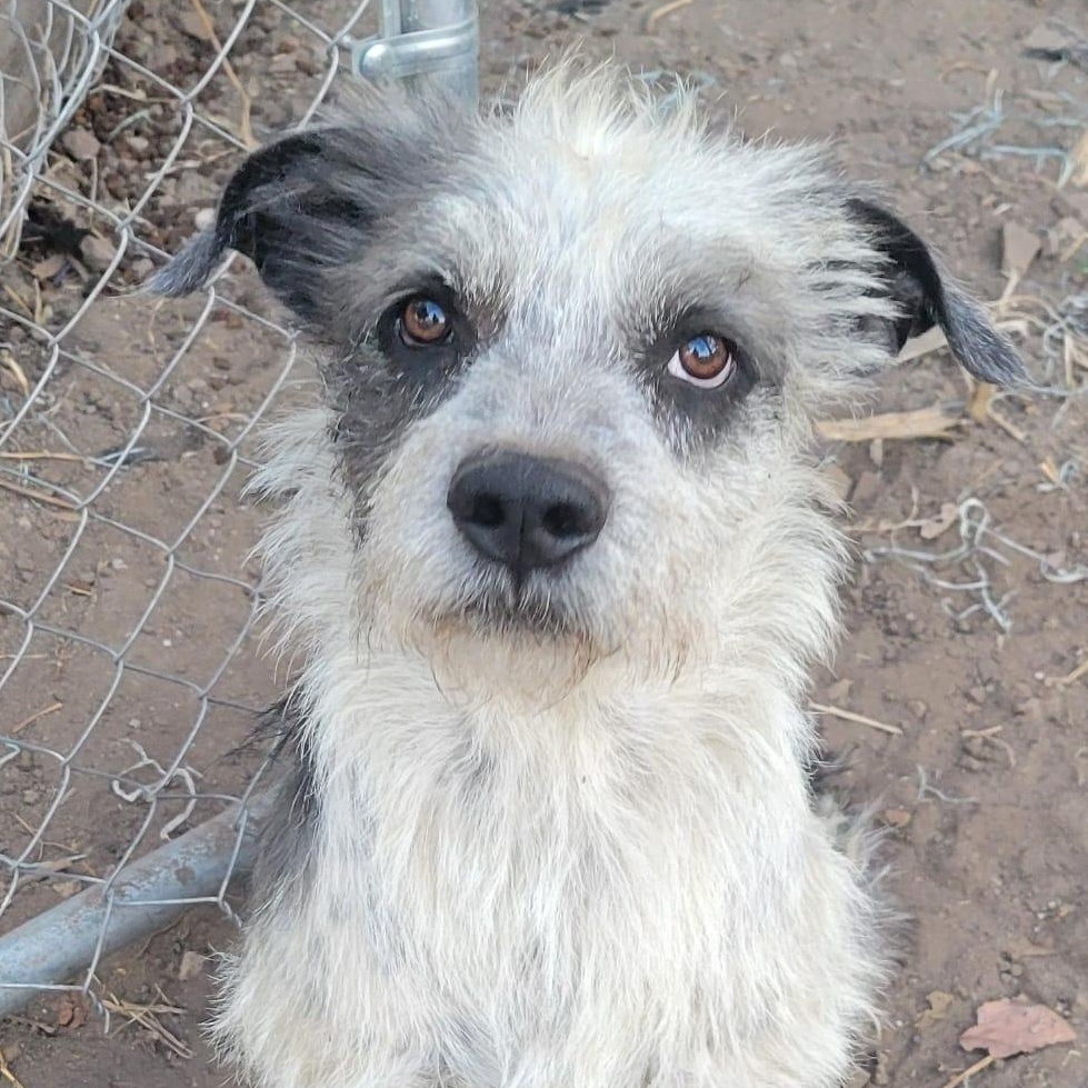 Enlarge Ramon, a ADOPTABLE mixed breed in Sherwood, OR image 1/3