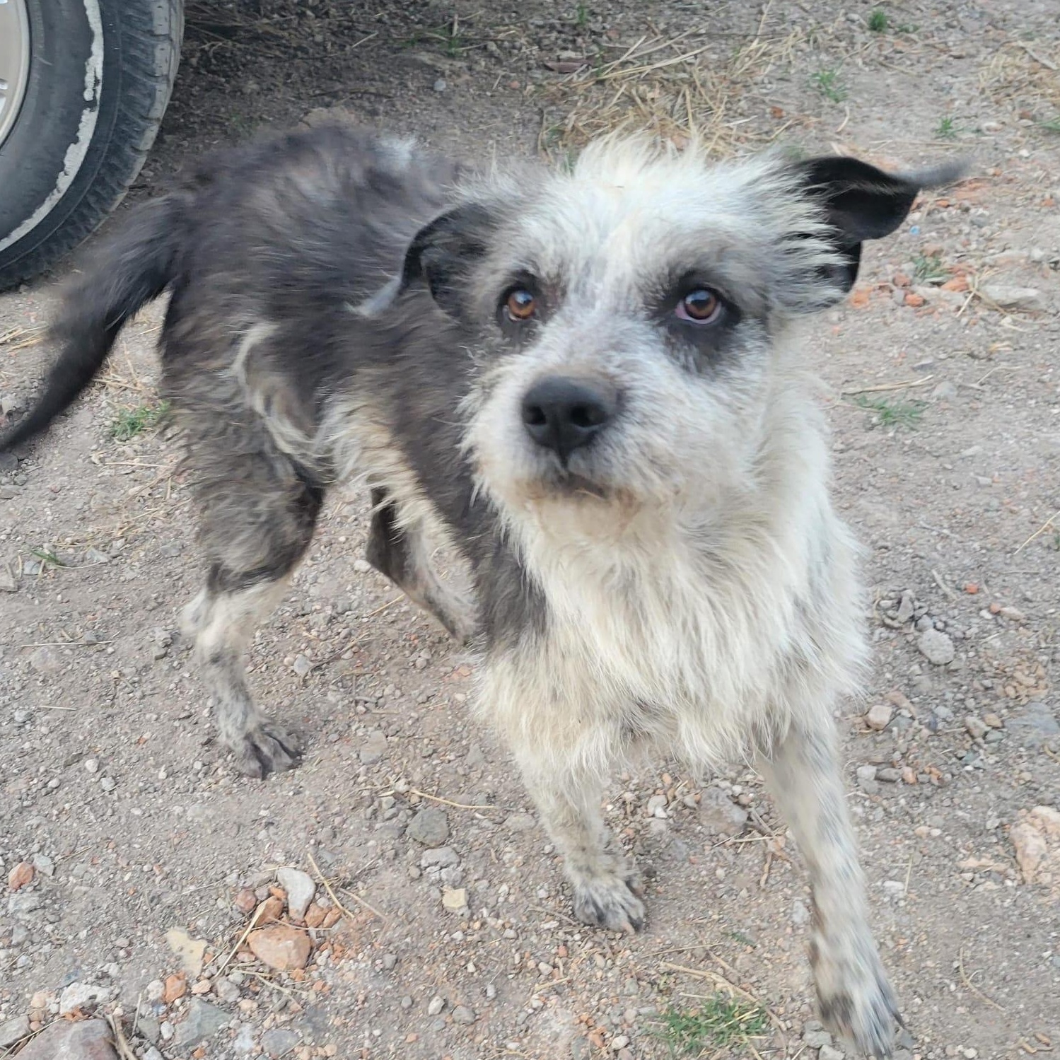 Enlarge Ramon, a ADOPTABLE mixed breed in Sherwood, OR image 2/3