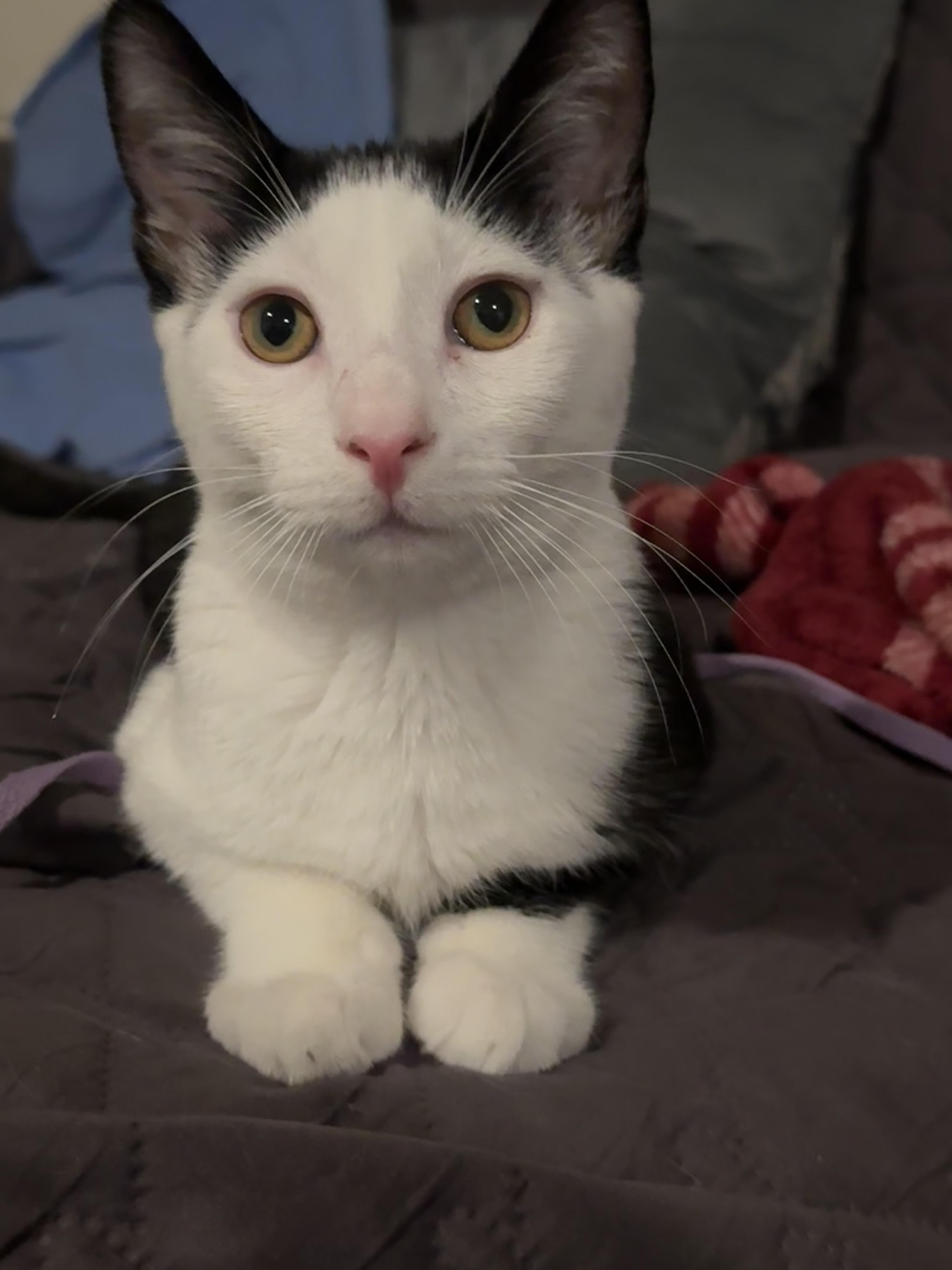 Enlarge Duncan (Sponsored Fee), a Adoptable Domestic Short Hair in San Juan Capistrano, CA image 1/6