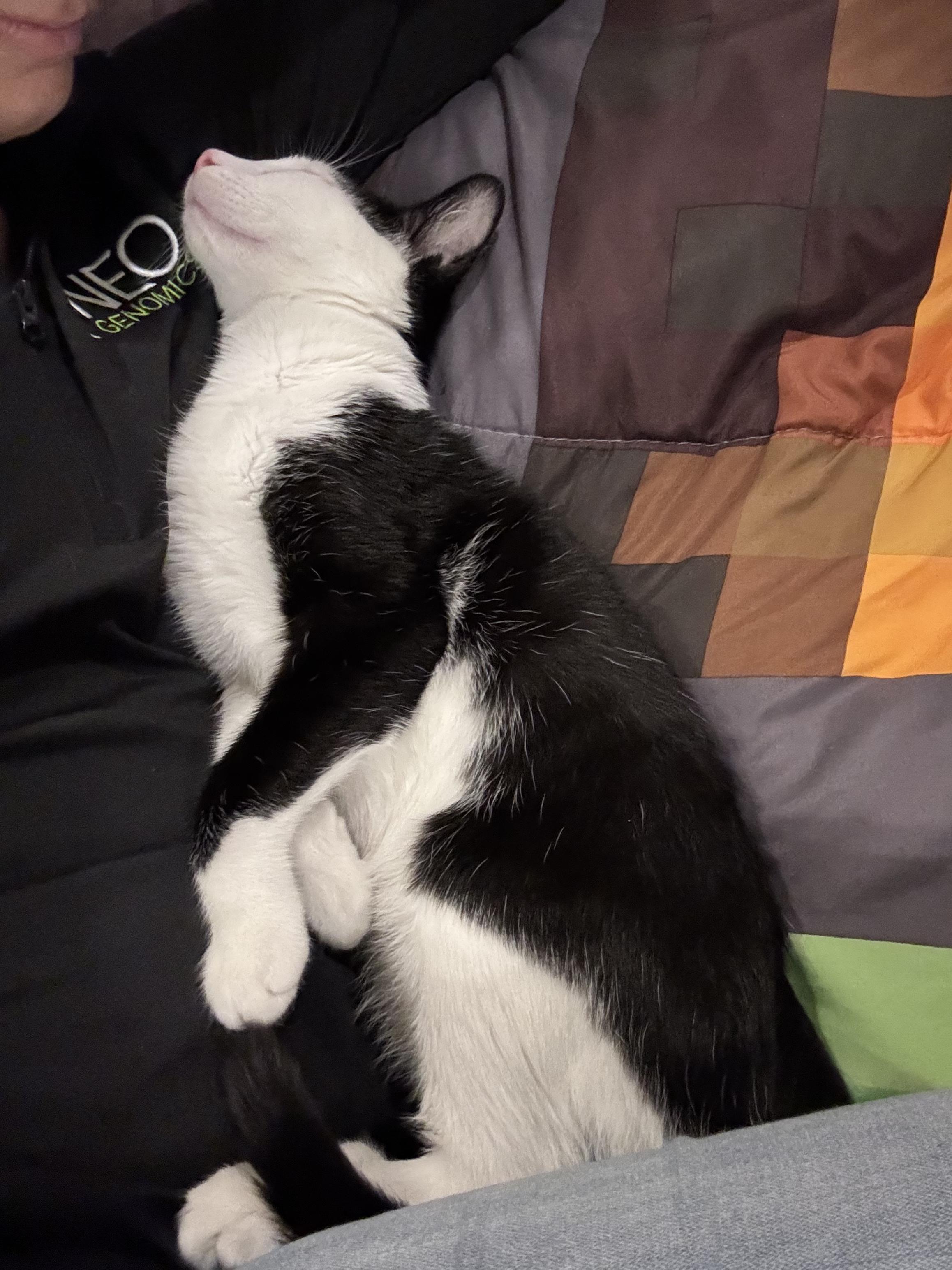 Enlarge Duncan (Sponsored Fee), a Adoptable Domestic Short Hair in San Juan Capistrano, CA image 2/6