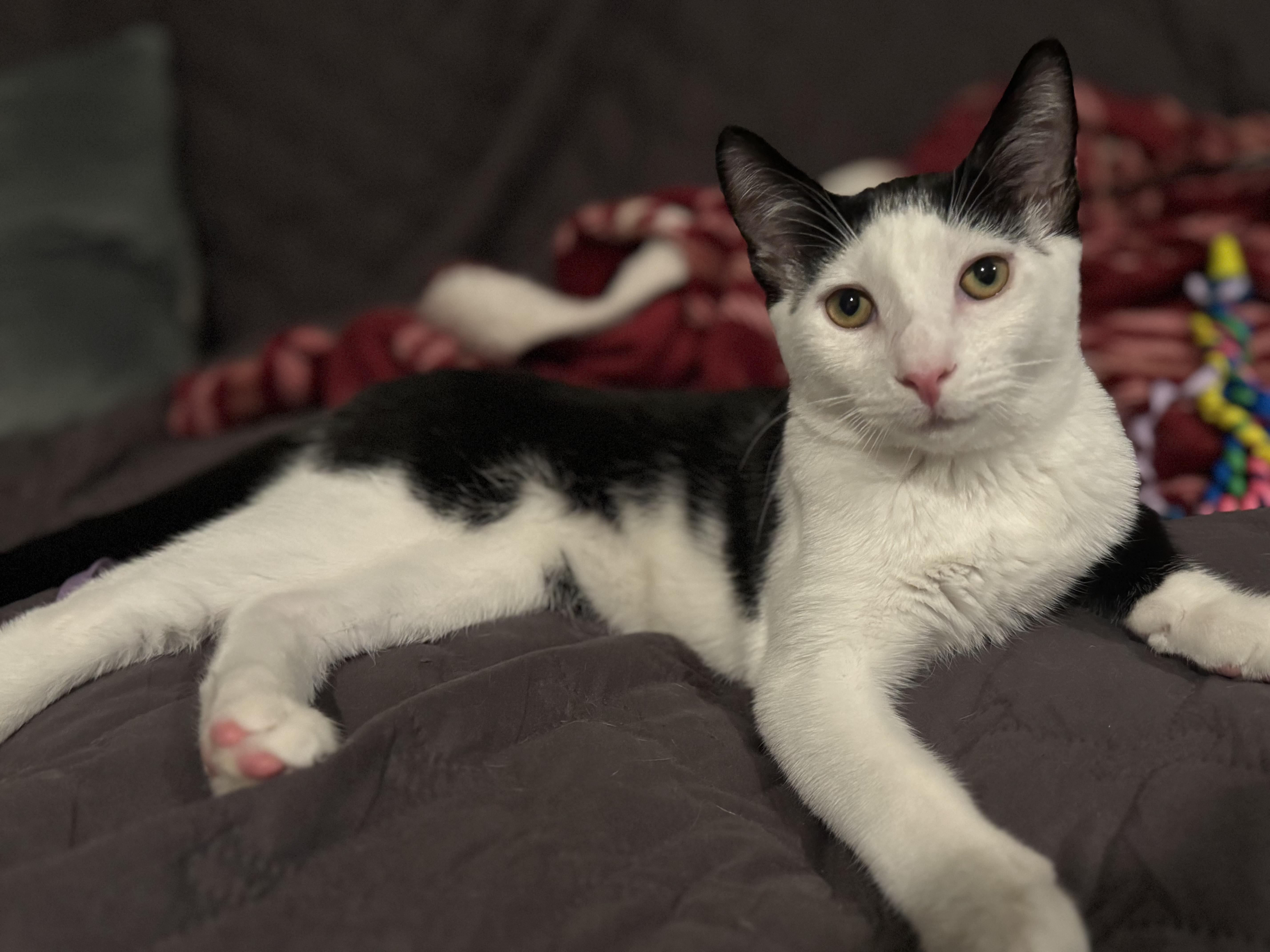 Enlarge Duncan (Sponsored Fee), a Adoptable Domestic Short Hair in San Juan Capistrano, CA image 4/6