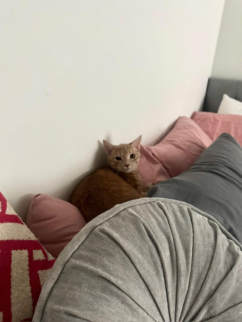 Enlarge Beau (160366) (In a Foster Home), an adopted Domestic Short Hair in Baton Rouge, LA image 3/5