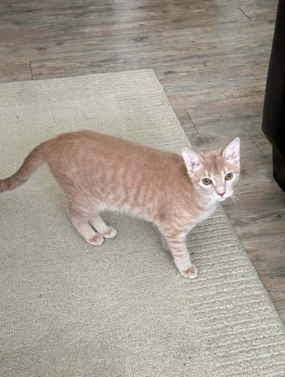 Enlarge Beau (160366) (In a Foster Home), an adopted Domestic Short Hair in Baton Rouge, LA image 2/5