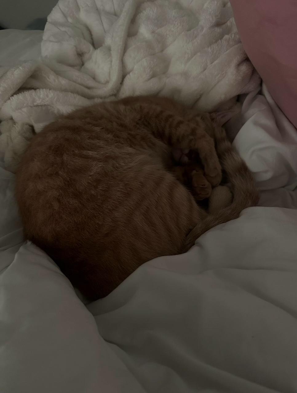 Enlarge Beau (160366) (In a Foster Home), an adopted Domestic Short Hair in Baton Rouge, LA image 5/5