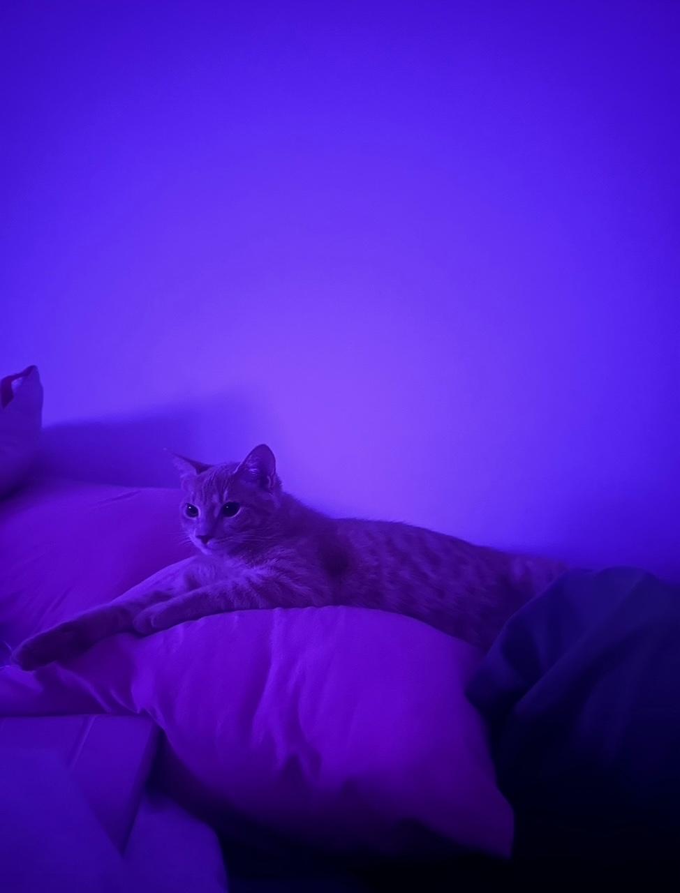 Enlarge Beau (160366) (In a Foster Home), an adopted Domestic Short Hair in Baton Rouge, LA image 4/5