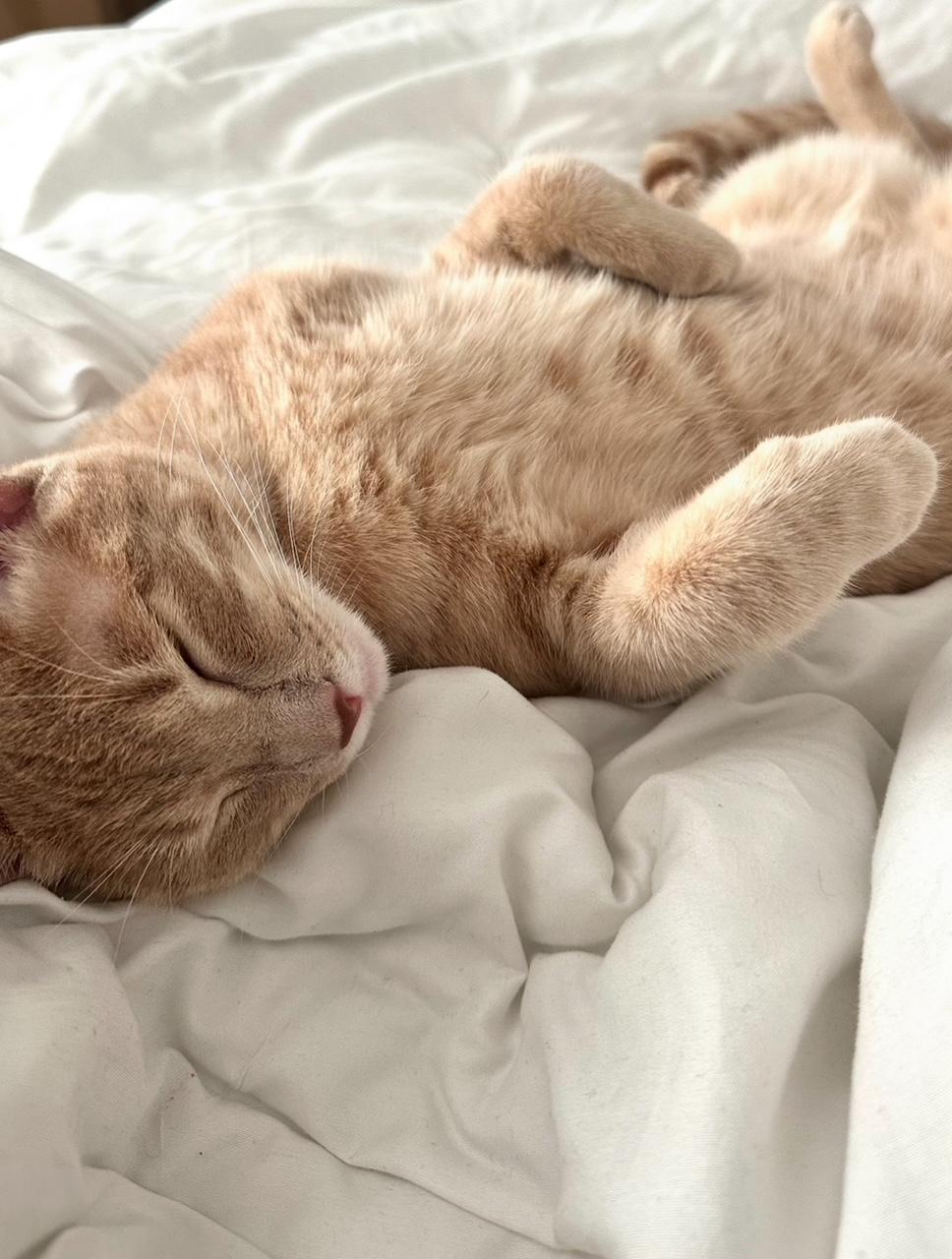 Enlarge Beau (160366) (In a Foster Home), an adopted Domestic Short Hair in Baton Rouge, LA image 1/5