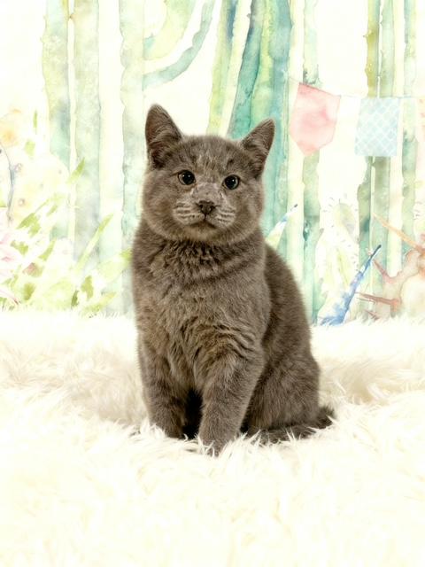 Enlarge Lord Melbourne, an adopted Russian Blue in Tehachapi, CA image 1/1
