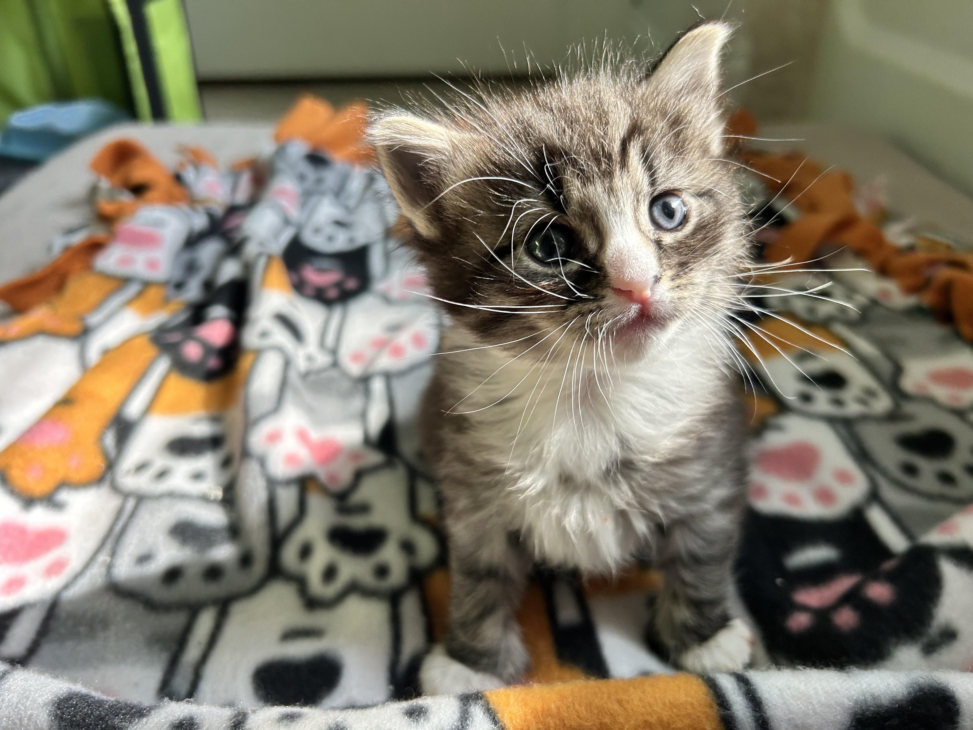 Clara, a ADOPTABLE Domestic Medium Hair in Sanford, NC image 3/4