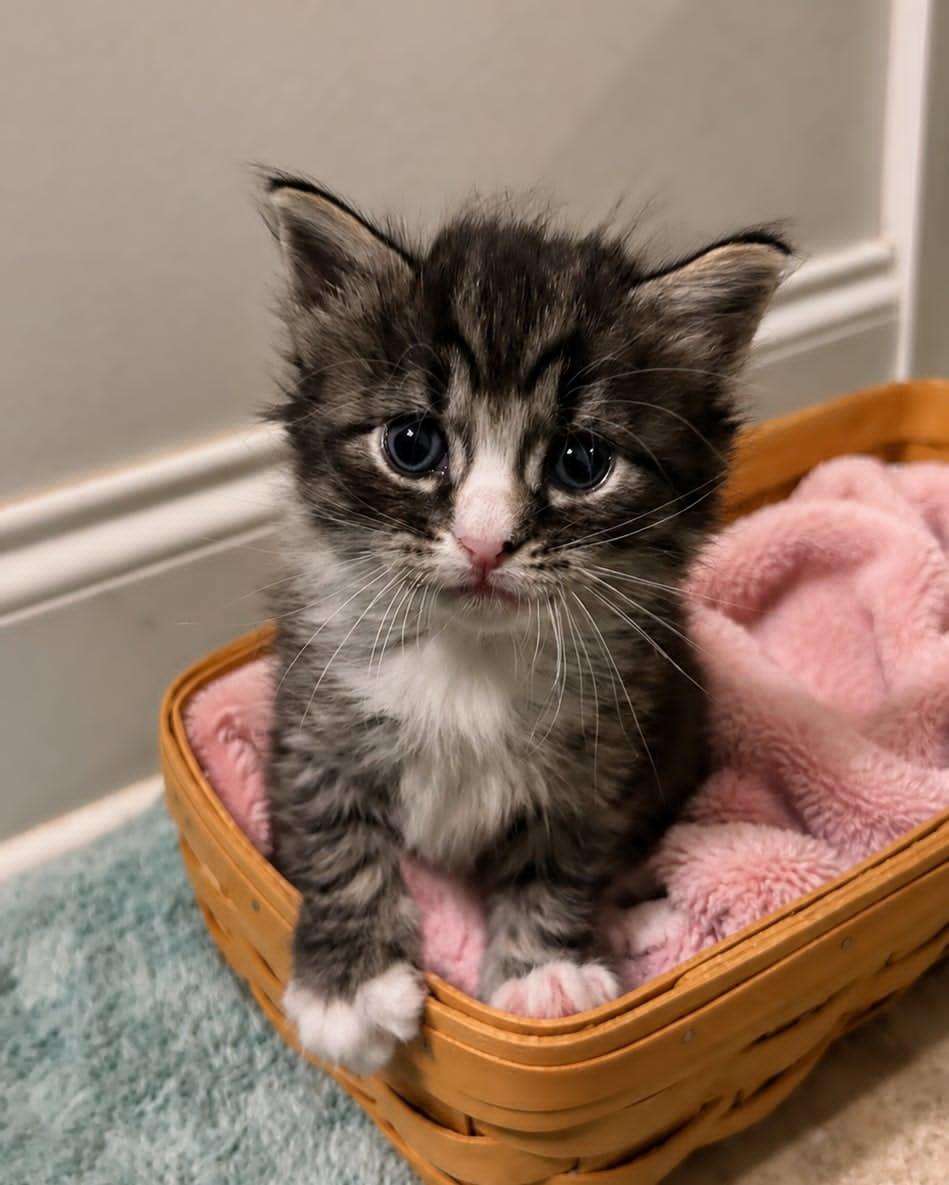 Clara, ADOPTABLE, Kitten Female Domestic Medium Hair.